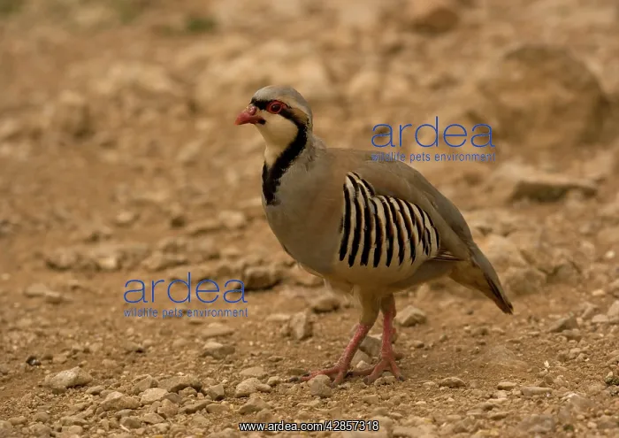 : Chukar / Red-legged / Rock / Indian hill Partridge : Chukar / Red-legged / Rock / Indian hill Partridge