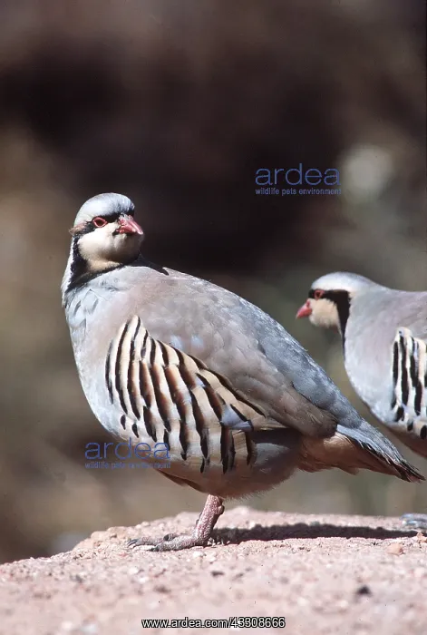 : CHUKOR PARTRIDGE : CHUKOR PARTRIDGE