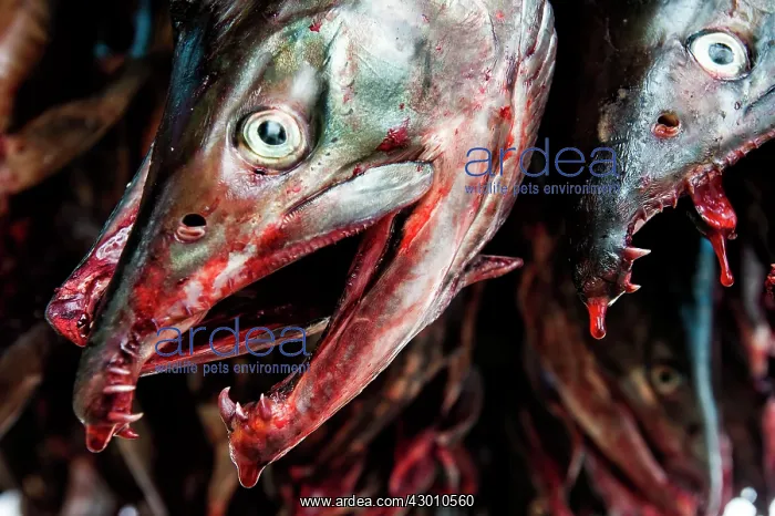 : Chum Salmon drying and being smoked in the traditional : Chum Salmon drying and being smoked in the traditional