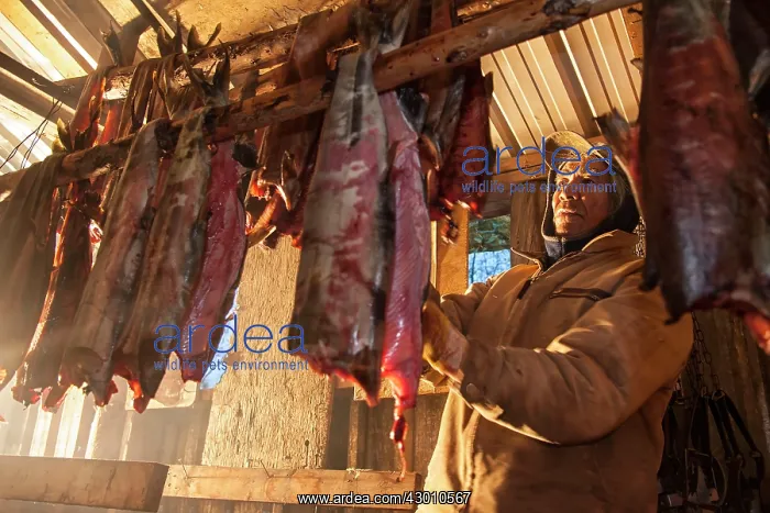  : Chum Salmon drying and being smoked in the traditional