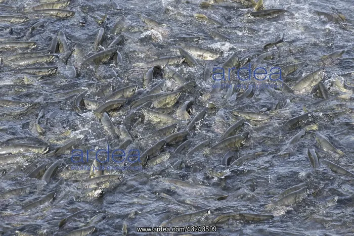 : Chum salmon, Oncorhynchus keta, dog salmon Southeast : Chum salmon, Oncorhynchus keta, dog salmon Southeast