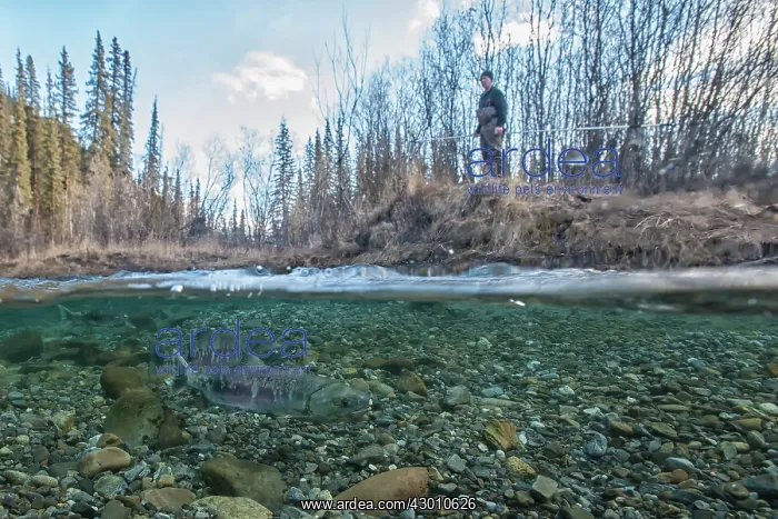 : Chum Salmon split level view under / over water : Chum Salmon split level view under / over water