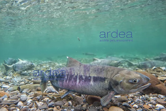: Chum Salmon underwater at their spawning grounds : Chum Salmon underwater at their spawning grounds