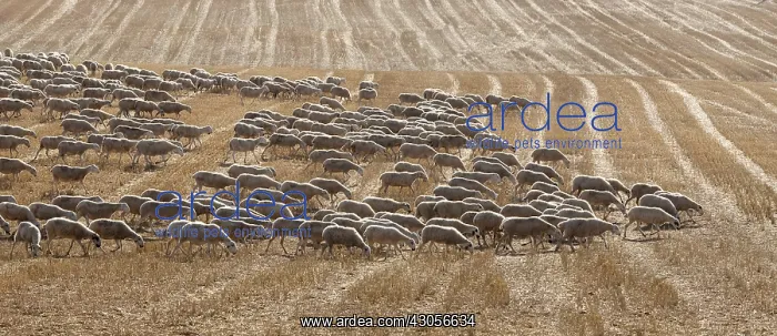 : Chura flock of sheep moving on stubble Spain : Chura flock of sheep moving on stubble Spain