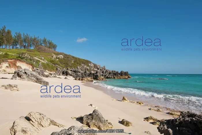 : Church Bay Park Beach, Bermuda : Church Bay Park Beach, Bermuda