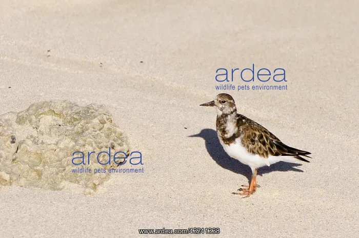 : Church Bay Park, Bermuda. Ruddy Turnstone : Church Bay Park, Bermuda. Ruddy Turnstone
