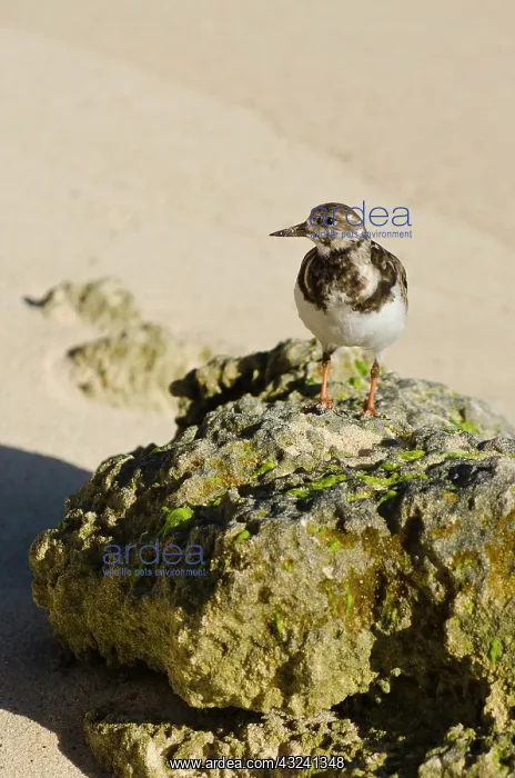 : Church Bay Park, Bermuda. Ruddy Turnstone : Church Bay Park, Bermuda. Ruddy Turnstone
