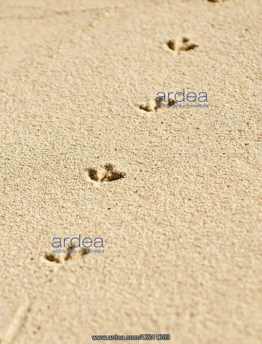 : Church Bay Park, Bermuda. Tracks of a Ruddy : Church Bay Park, Bermuda. Tracks of a Ruddy