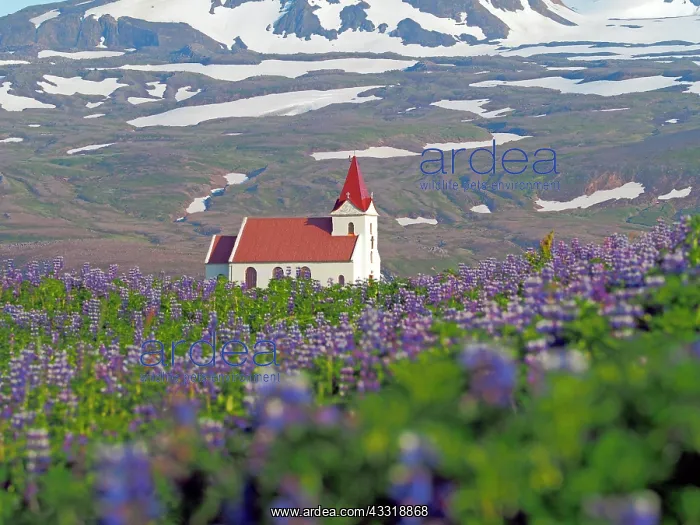 : Church between flowering lupine fields, mountains : Church between flowering lupine fields, mountains