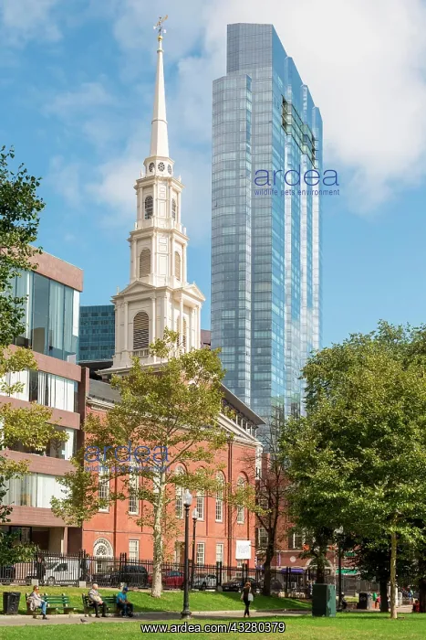 : Church Park Street Church, front Park Boston Common : Church Park Street Church, front Park Boston Common