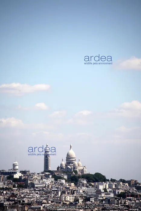 : Church of Sacre-Coeur on Montmartre. Paris : Church of Sacre-Coeur on Montmartre. Paris