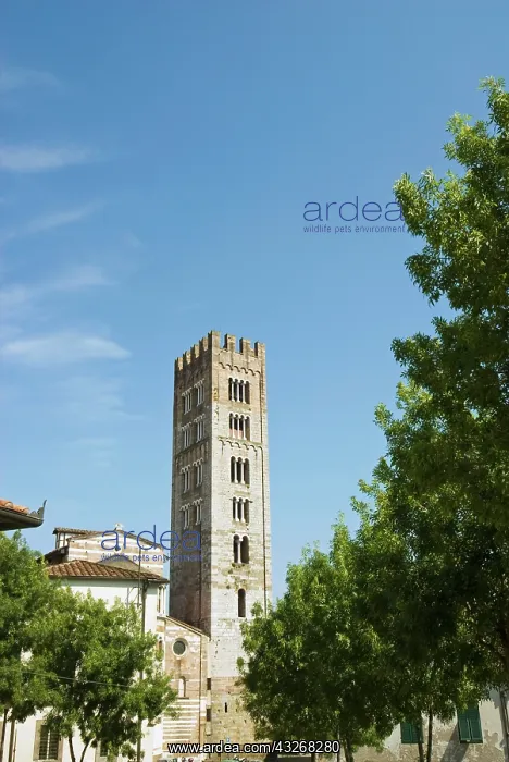 : Church of San Frediano, Lucca, Tuscany : Church of San Frediano, Lucca, Tuscany