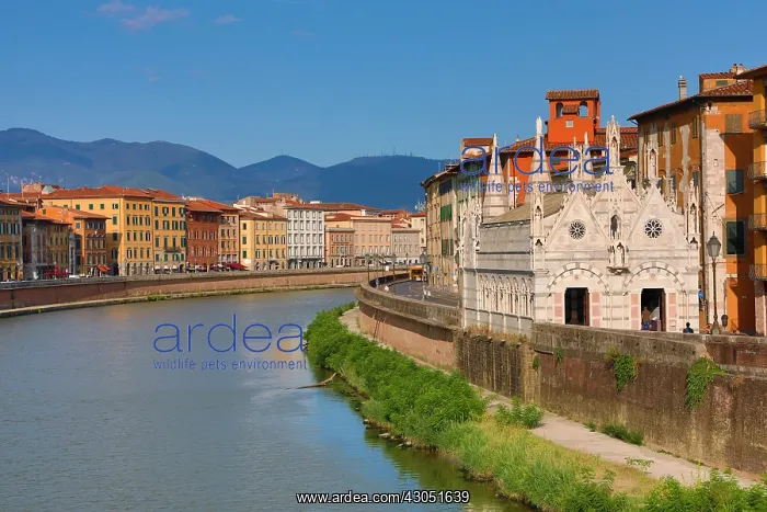 : The church of Santa Maria della Spina beside the : The church of Santa Maria della Spina beside the