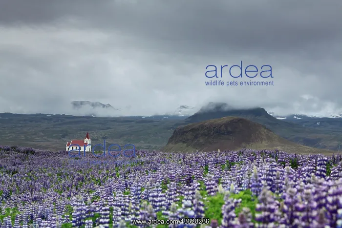 : Church as set on a sea of Lupine (Lupinus sp) flowers : Church as set on a sea of Lupine (Lupinus sp) flowers