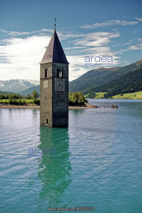 : Church tower of Alt-Graun in the Lake Reschensee : Church tower of Alt-Graun in the Lake Reschensee
