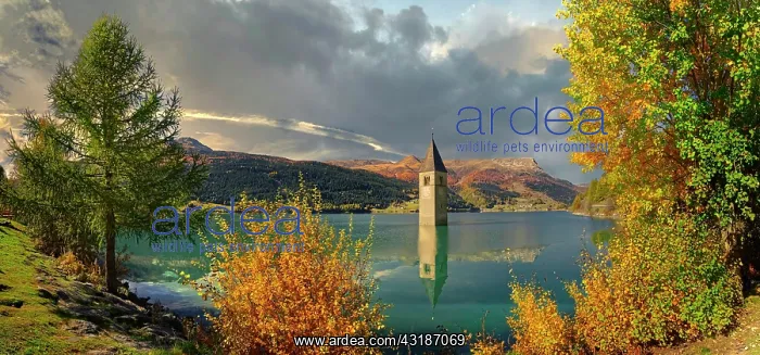 : Church tower in Lake Reschen, Graun, Reschen, Trentino-Alto : Church tower in Lake Reschen, Graun, Reschen, Trentino-Alto