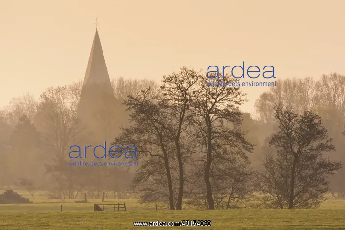 : Church tower in morning mist with silhouette of trees : Church tower in morning mist with silhouette of trees