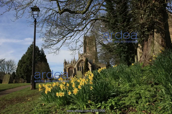  : Church Yard - with Daffodils spring day