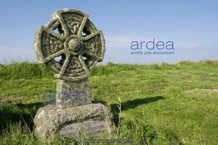  : Churchyard - old celtic cross covered in lichens