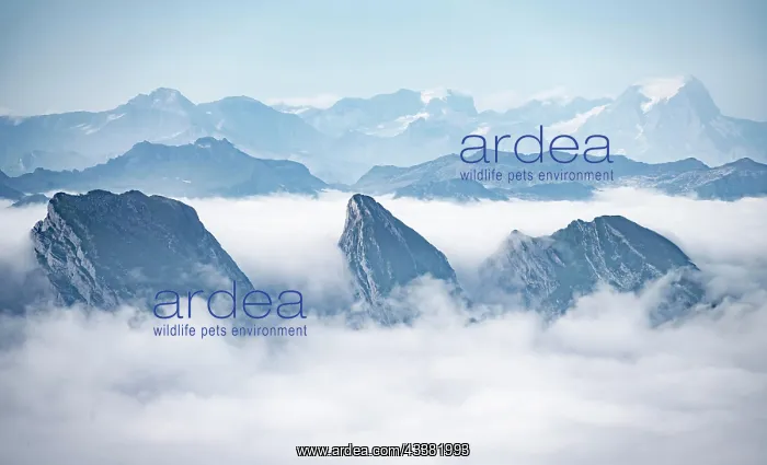 : Churfirsten, high fog in the valley, view from Scntis : Churfirsten, high fog in the valley, view from Scntis
