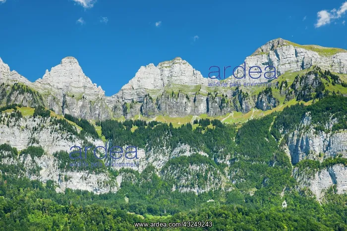 : Churfirsten with Zuestoll, 2235m, Schibenstoll : Churfirsten with Zuestoll, 2235m, Schibenstoll