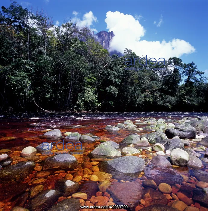 : Churun River near base of Angel Falls, Churun Gorge : Churun River near base of Angel Falls, Churun Gorge