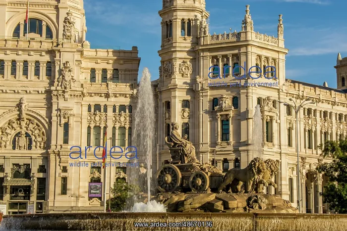 : Cibeles Fountain and the Cibeles Palace, Madrid, Spain : Cibeles Fountain and the Cibeles Palace, Madrid, Spain