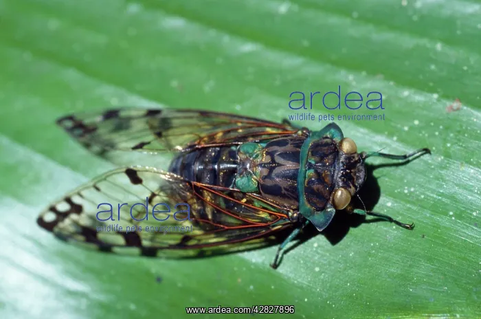  : Cicada. Costa Rica