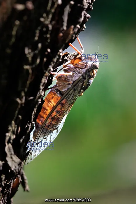  : Cicada (Cicada orni). France