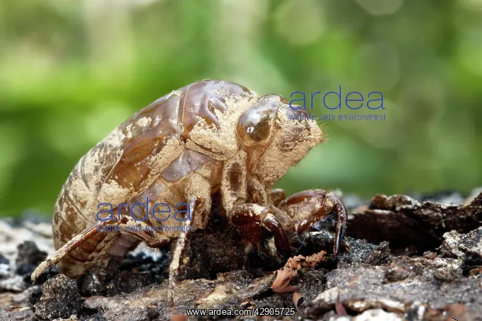 : Cicada (Fidicina mannifera). Heath River Centre Amazon Peru : Cicada (Fidicina mannifera). Heath River Centre Amazon Peru