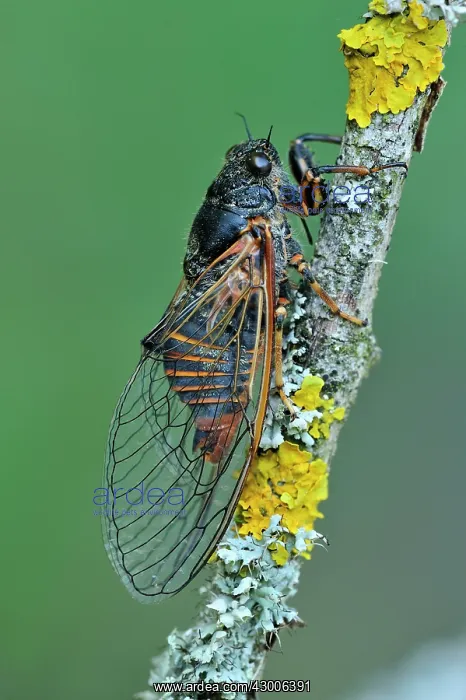 : Cicada Hesseberg Effingen Switzerland
