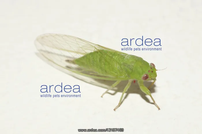 : Cicada : Cicada