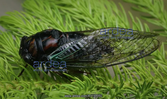 : Cicada. A cicada on a branch : Cicada. A cicada on a branch