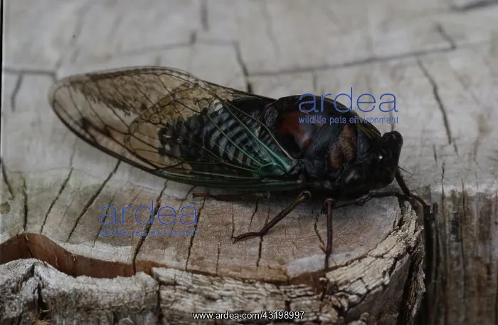 : Cicada. A cicada on a tree trunk : Cicada. A cicada on a tree trunk