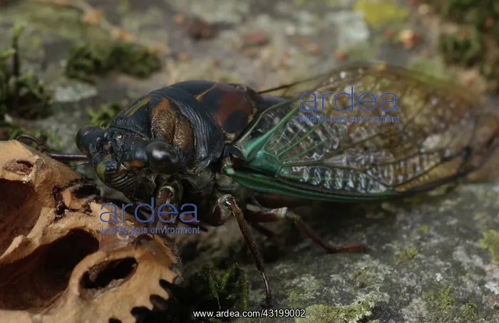 : Cicada. A cicada on a rock next to a nut shell : Cicada. A cicada on a rock next to a nut shell