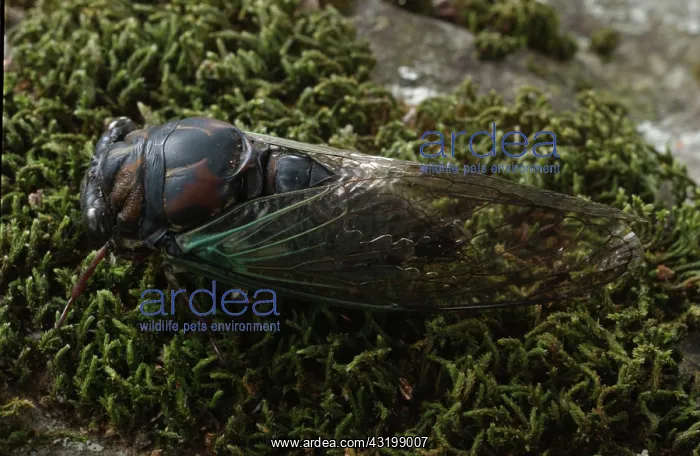 : Cicada. A cicada on moss : Cicada. A cicada on moss