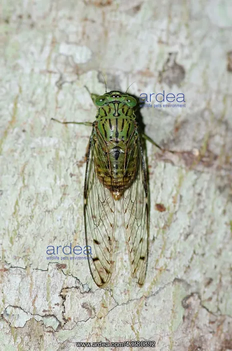 : Cicada - on tree - Weda, Halmahera, Indonesia : Cicada - on tree - Weda, Halmahera, Indonesia
