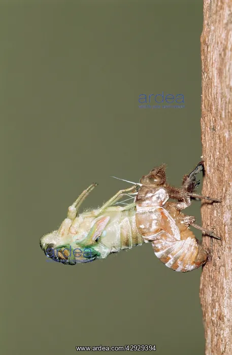 : CICADA - adult emerging from nymphal skin, shedding : CICADA - adult emerging from nymphal skin, shedding