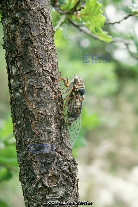 : Cicada - Calling on Oak trunk : Cicada - Calling on Oak trunk