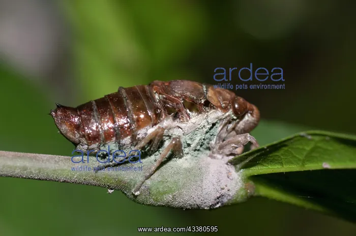 : Cicada diseased with fungi : Cicada diseased with fungi