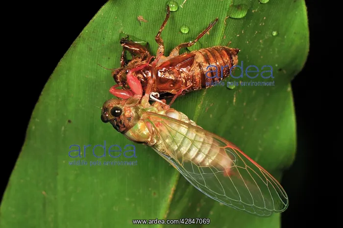 : Cicada emerged from nymphal case : Cicada emerged from nymphal case