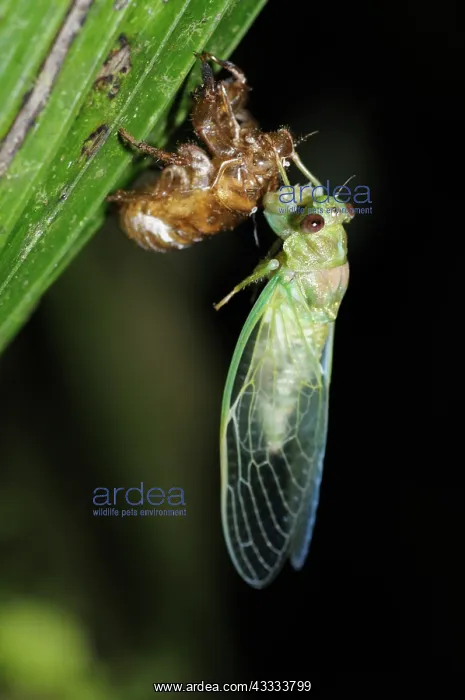 : Cicada Emerging : Cicada Emerging