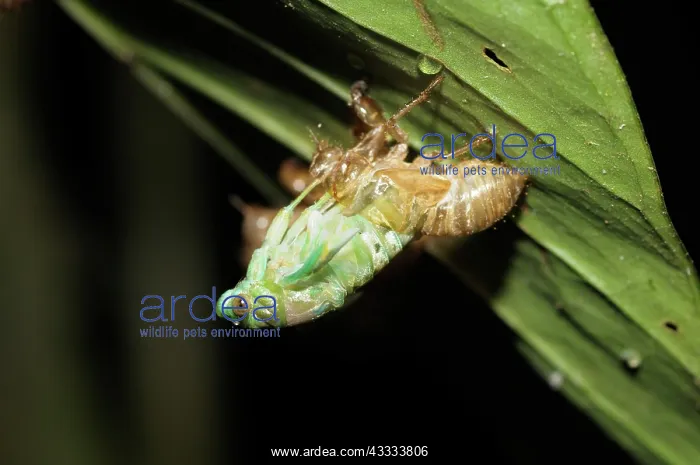 : Cicada Emerging : Cicada Emerging