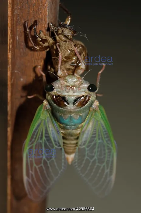 : Cicada emerging from moulted exoskeleton during : Cicada emerging from moulted exoskeleton during