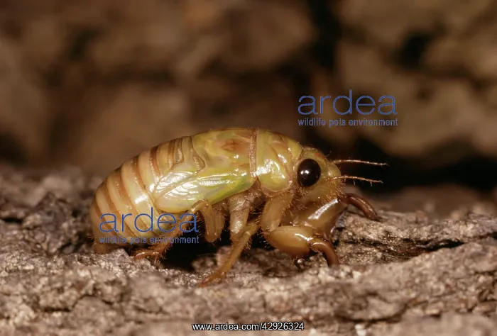 : Cicada - Full grown nymp : Cicada - Full grown nymp