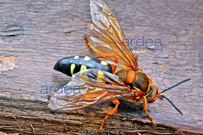 : Cicada Killer : Cicada Killer