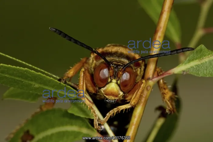 : Cicada KIller Wasp : Cicada KIller Wasp