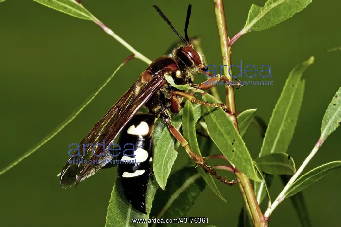 : Cicada KIller Wasp : Cicada KIller Wasp