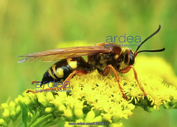 : Cicada Killer Wasp : Cicada Killer Wasp