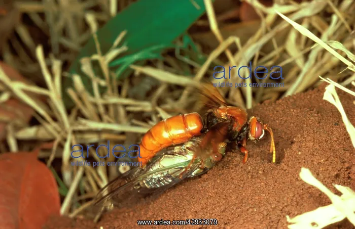 : Cicada-killer wasp - a digger wasp that preys only : Cicada-killer wasp - a digger wasp that preys only